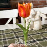 Tulipán orange
