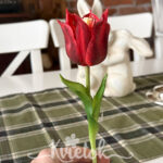 Tulipán red