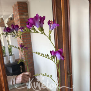 Frézia 99cm - Frézia cyklámenová