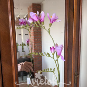 Frézia 99cm - Frézia ružová