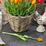 Tulipán puk orange