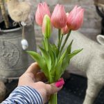 kytička tulipánov ružová