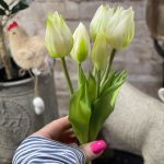 kytička tulipánov biela